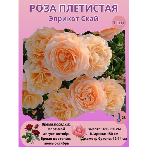 ������ ������ ���� ��������� ������� ����, ����������� ����� ����