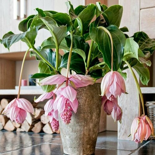    , Medinilla agnifica, ,  