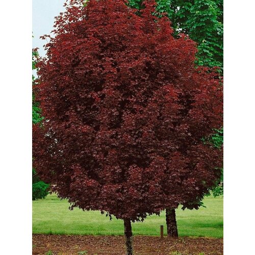     Crimson King (Acer platanoides), 10    -     , -,   