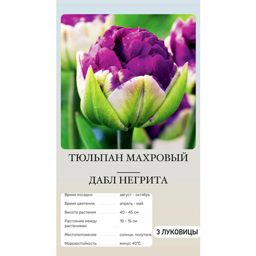 ������ ������ ������� �������� ����������� ������ ����