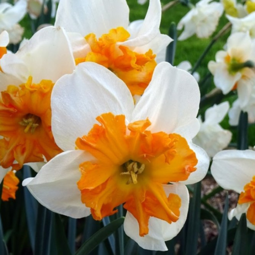 ������ ������ �������� ������, botanica garden, ������� ��������, ( 3 ����� ) ����