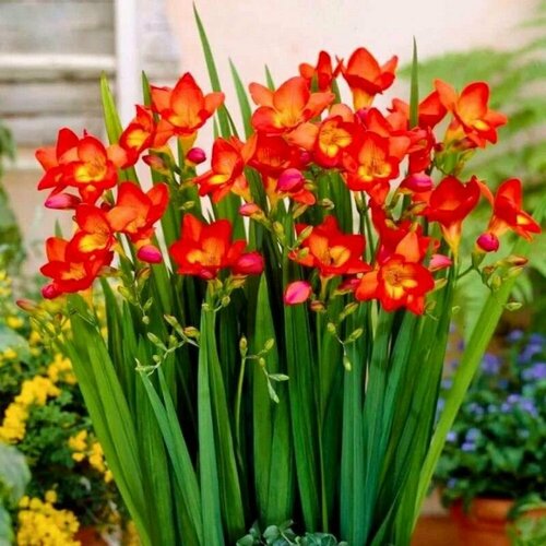 ������ ������ ������ ���� ��� (10 ��) / ���������� ����� ����