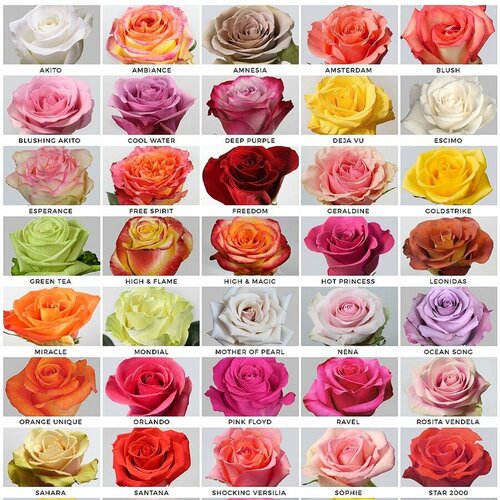 ������ ������ ���� ������� ���� ������, ������ ����