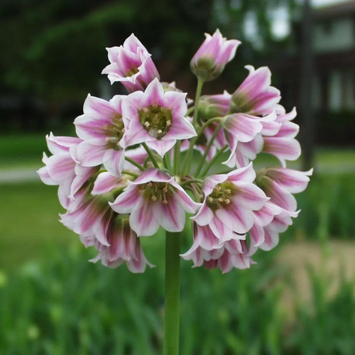   NECTAROSCORDUM SICULUM (5 )   -     , -,   