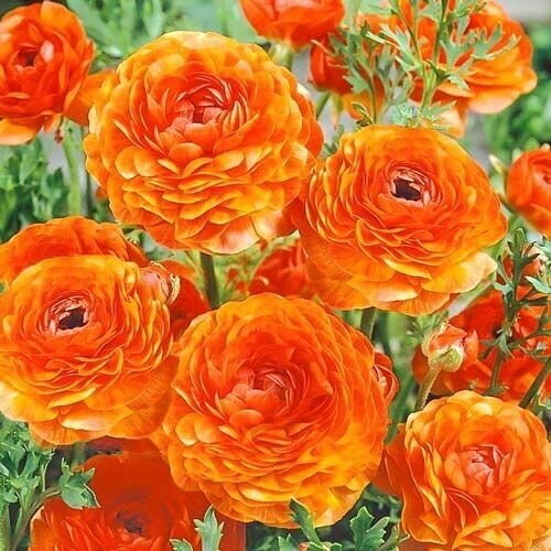 ������ ������ ���������� (�����) ����� (10 ��) / ���������� ����� HBM ����