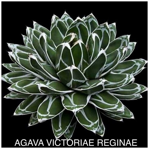 ������ ������ ����� �������� �������� ����� ��� ����������� ����