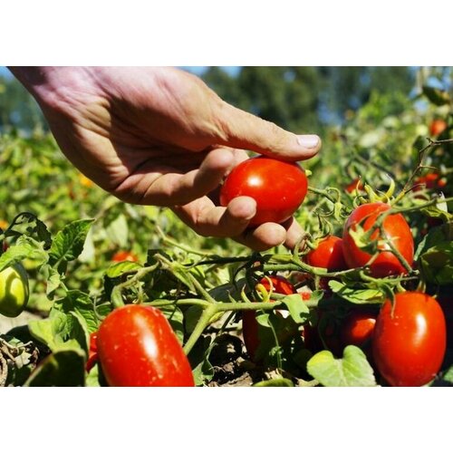 ������ ������ ������ ����� �������� 20 ��. ����