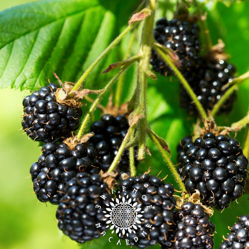 ������ ������ ������ ������ ������� (���. Rubus fruticosus) 15�� �� Green Legacy ����