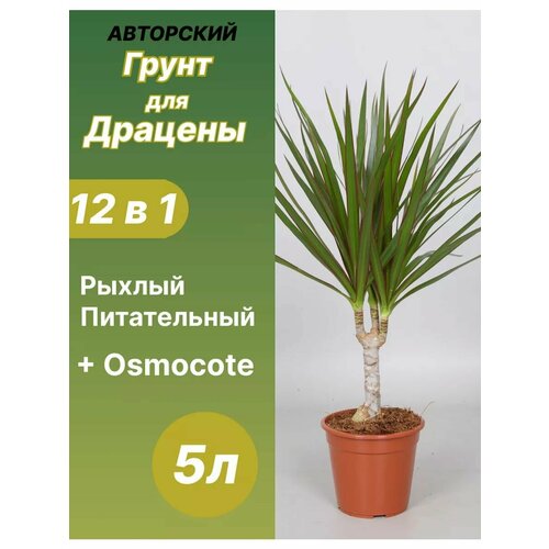 ������ ������ ����� ��� ������� 5 � ������� ����