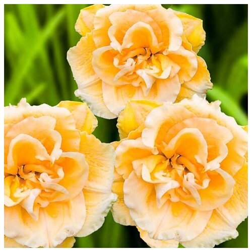 ������ ������ ������ ������� ��������������� ����� ������� ��������� 5 ��. ����