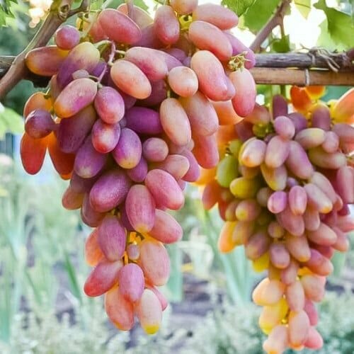 ������ ������ �������� ������������ ����