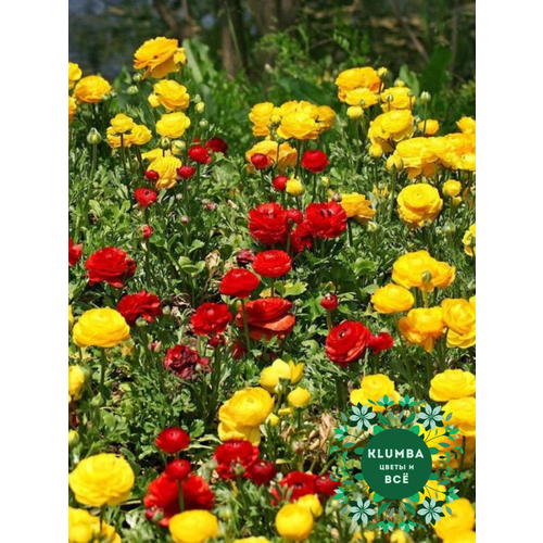 ������ ������ ����������/�����, RED and YELLOW MIX, ������, ( 10 ���� ), ������-������ ����, ������ 5/6 ����