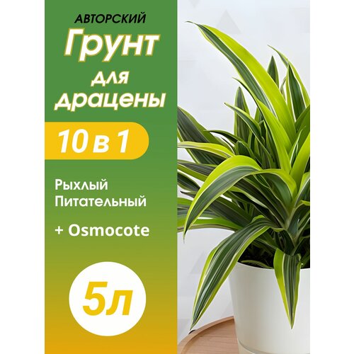 ������ ������ ����� ��� ������� 5 � ������� ����