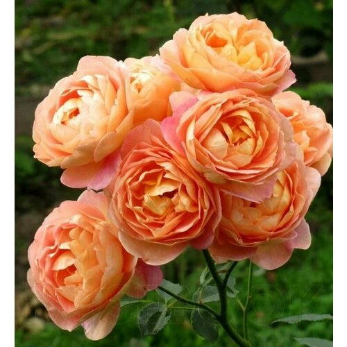 ������ ������ ���� ���������� ���� �� ����� (Lady of Shalott) / 2 ��, ������������� ���� ����