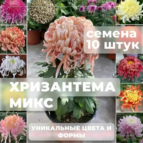 ������ ������ ���������� ���� ������, ����� ������ � ������ ������ ��� ������ ����, ������ 10 ���� ����
