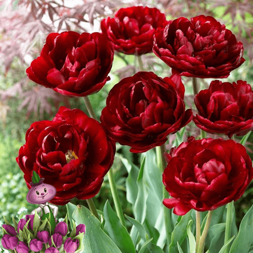 ������ ������ ������� UNCLE TOM (10 �������) ����