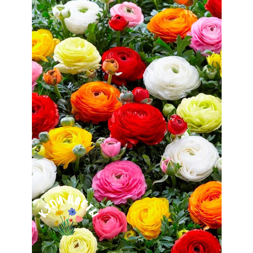 ������ ������ �������� ������ , ���� ����� , ���������� MIX ( 10 ������� ) ����