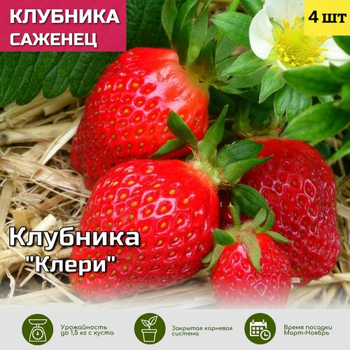 ������ ������ �������� ����� ������� ��� ����