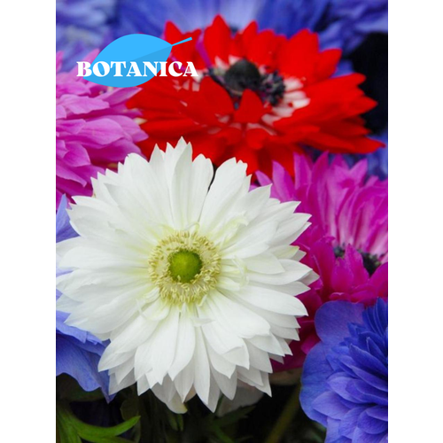 ������ ������ ������ ������, botanica garden, ������� ������ ����, (10 ����) ����