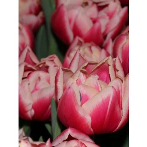 ������ ������ �������� ������� �������� - 2 ��. ����