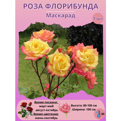 ������ ������ ���� ���������� ��������, ����������� ����� ��� ���� ����