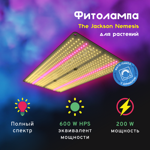  LED  The Jackson Nemesis 200W     -     , -,   