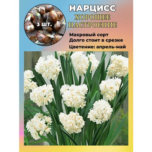 ������ ������ ������� ��������, �������� 3 ����� ����