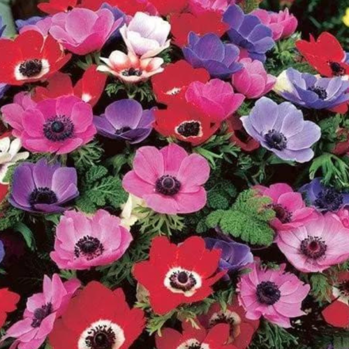 ������ ������ �������� ������, chipollino flowers, ������� DE CAEN MIX (10 �������) ����