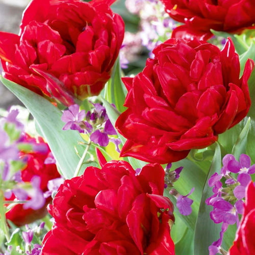 ������ ������ �������� �������� DOUBLE EMBLAZON ( 10 �� ) ����