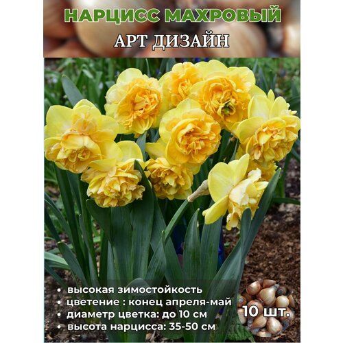 ������ ������ ������� ��������, �������� 10 ���� ����