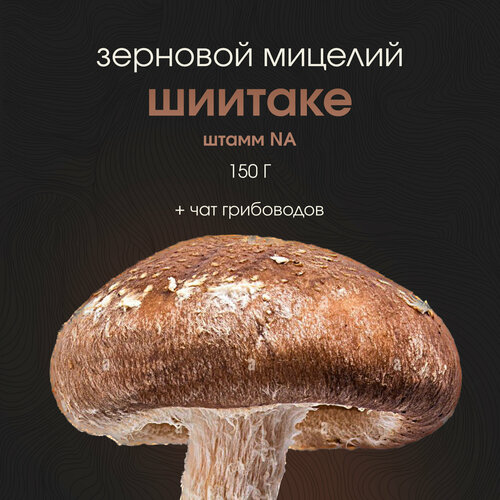 ������ ������ ������� �������. ������ ������. �������� ����