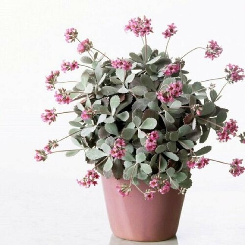 ������ ������ �������� ������, Kalanchoe Pumila, ����������, ������ ����