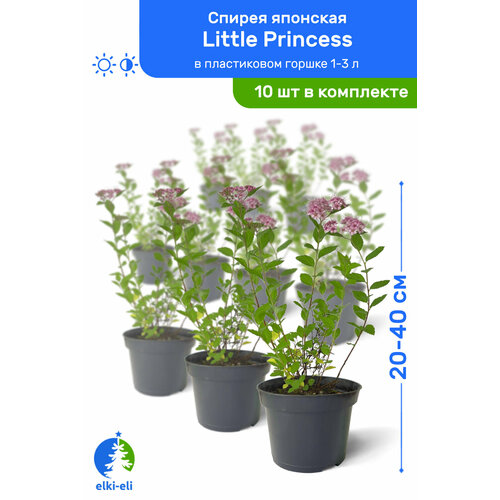     Little Princess ( ) 20-40     1-3 , ,   ,   10  