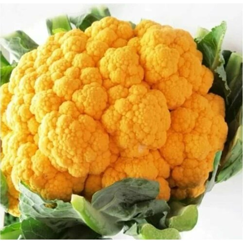 ������ ������ ������������� ������ ������� ������� ����� ���� F1 ����