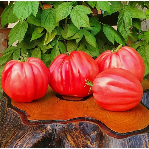 ������ ������ ������ ����� ��������� ��������� ������ (Costoluto Colli Eugenai) / Seeds And Goods / � �������� zip-lock ��� ���������� 10 ����� ����