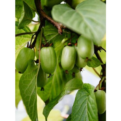 ������ ������ ������ ��������� ��������� (Actinidia kolomikta), 15 ���� ����