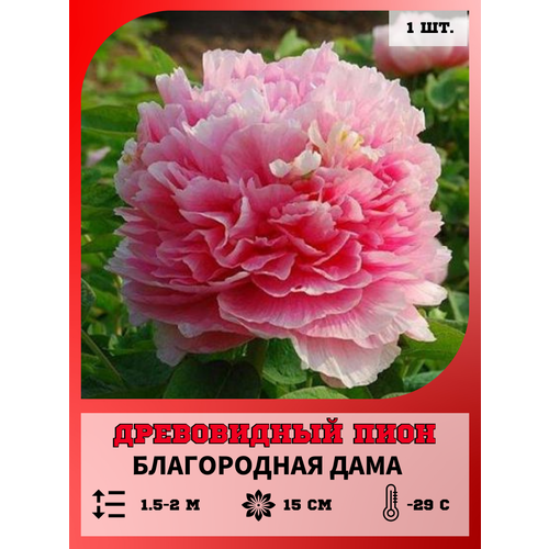 ������ ������ ���� ����������� ����������� ����, ������� 1 ����� ����