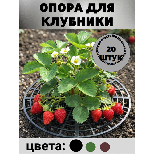 ������ ������ ����� ��� �������� 20 �� ������ ����