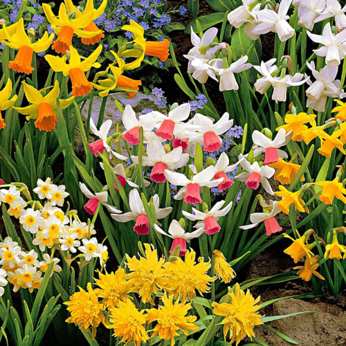 ������ ������ �������� ������, Chipollino flowers, ������� ���� MIX (5 �������) ����