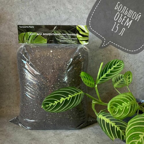 ������ ������ ������� ����� ��� ��������� �������� �������� Terracotta Plants, 15 ������. ����
