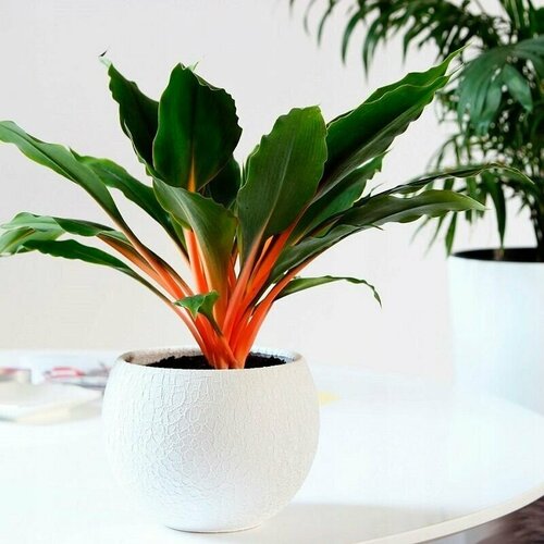 ������ ������ ���������� ��������� ��������, ������ ����