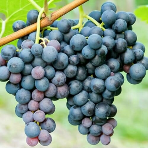 ������ ������ �������� ������ ����