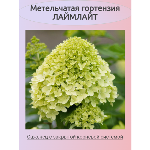 ������ ������ ����������� ��������� �������� ����