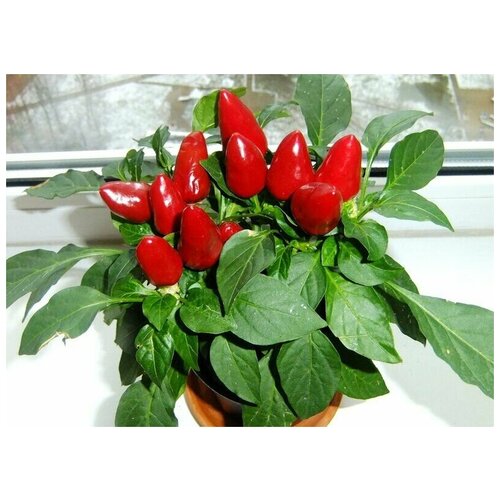 ������ ������ ����� ������ ���� ������, ������� � ������������, ��� ������������, �������� � ������, ����������� � �������, 13 ����� ����