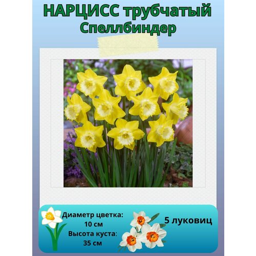 ������ ������ ������� �����������, ����������� �����, �������� ��� ������� 5 �� ����