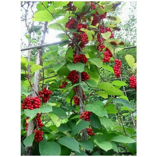      (Schisandra chinensis), 60  