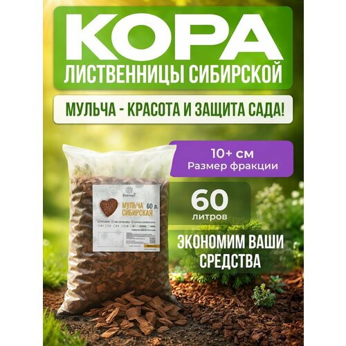 ������ ������ ������ �� ���� ��������� ����������� / ������ ��� ���� / ������ ������� ������� 10+ �� / ����� 60� / ������� ����