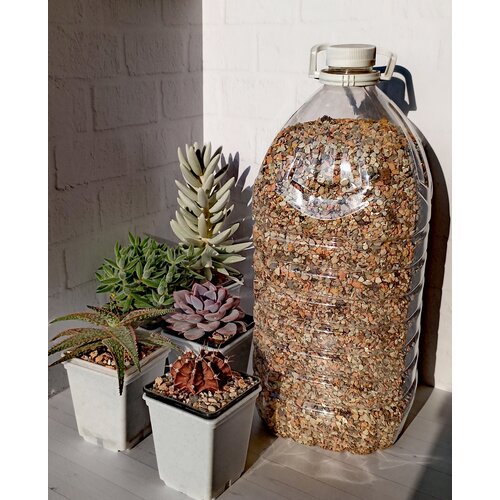 ������ ������ ����� ��� �������� � ����������� Succultura 5 �. ����