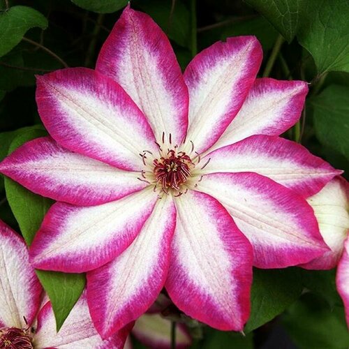 ������ ������ ������ �������� ��������������� ������ 0,05 � (1 ��������) ����