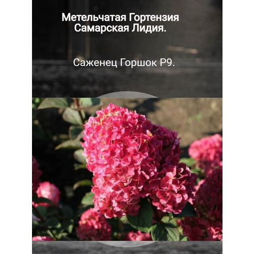 ������ ������ ��������� ����� - ��������� ����������� ����